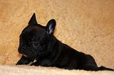 BOULEDOGUE FRANCAIS 810